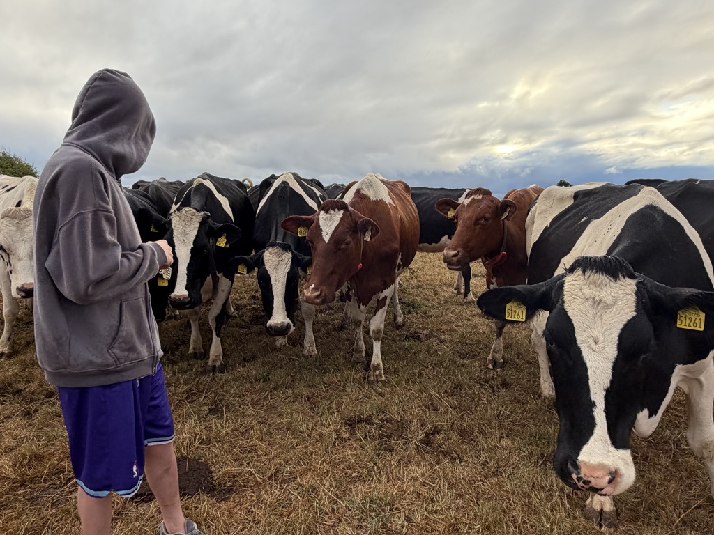 Getting to know the cows on the farm.